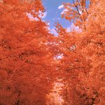 Strada nel bosco - Fotografia Infrarosso Cesare Galloni